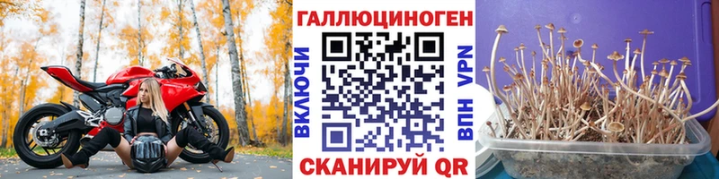 Псилоцибиновые грибы мицелий Вышний Волочёк